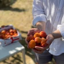 A handful of Kent apricots